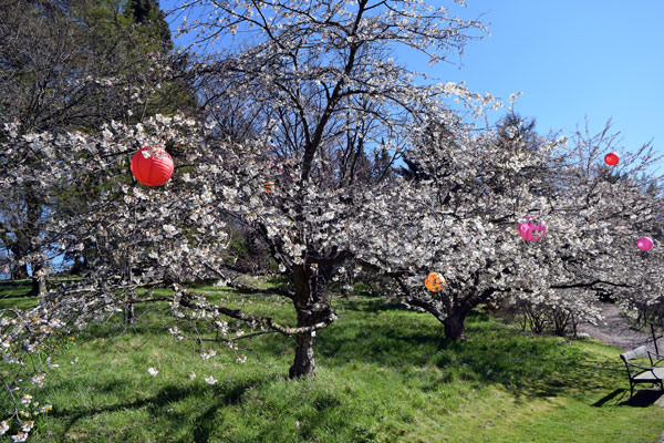 cherry flowers with decorations
