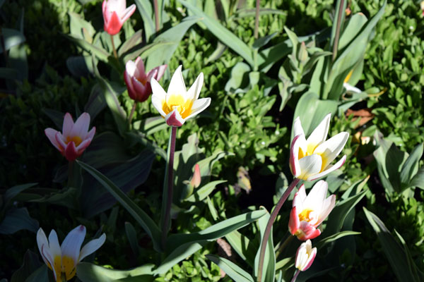 tulipanrabatten blomstrar den också